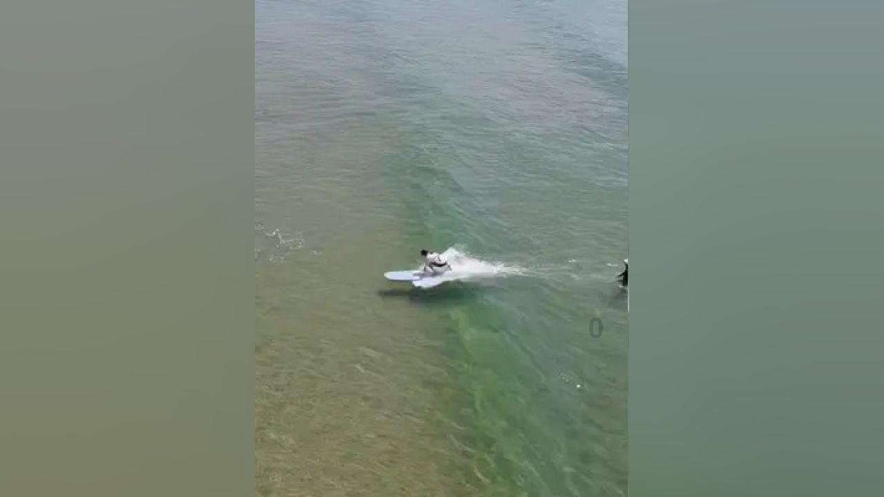 拯救可爱小浣熊